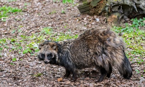 New data links Covid-19’s origins to raccoon dogs at Wuhan market