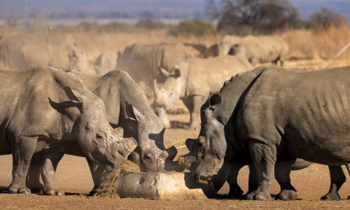 Sold: 2,000 captive southern white rhino destined for freedom across Africa