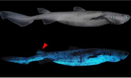 'Giant luminous shark': researchers discover three deep-sea sharks glow in the dark