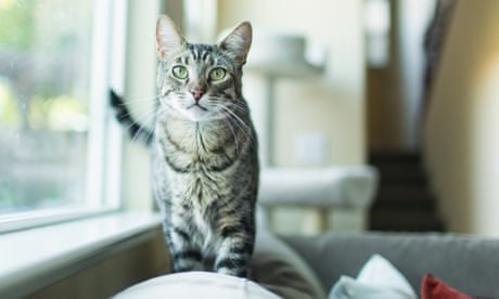 I got a camera to spy on my cat – and it made me question everything about myself