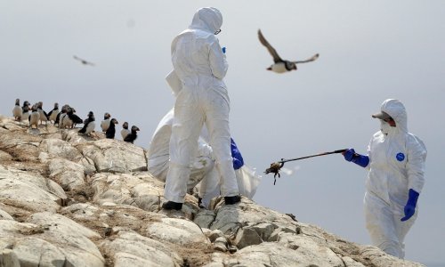 Bird flu ‘an urgent warning to move away from factory farming’