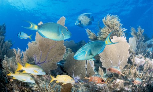 Florida's coral reefs rapidly 'wasting away' under stress of climate change