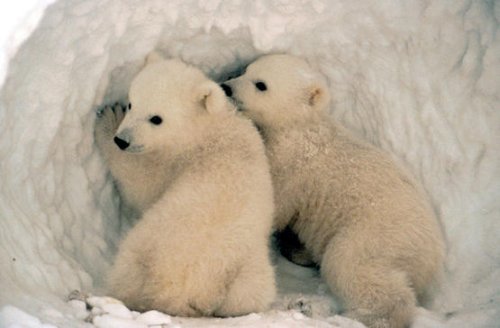 北极熊吃那么多肥肉，为什么不得心脏病？| 果壳 科技有意思