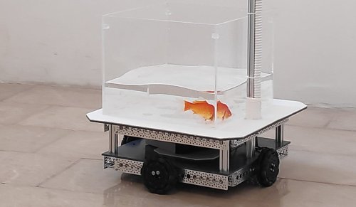 Researchers Let Goldfish Drive a Motorized Tank on Wheels. Watch What Happens