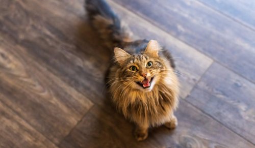 New Study Proves Unsuspected Social Ability in Cats