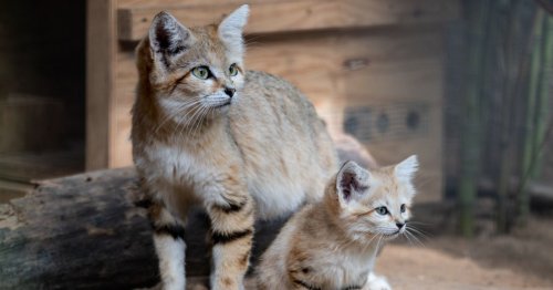 Mazal Tov! Ultra-rare Sand Cats at Israeli Zoo Have Kittens