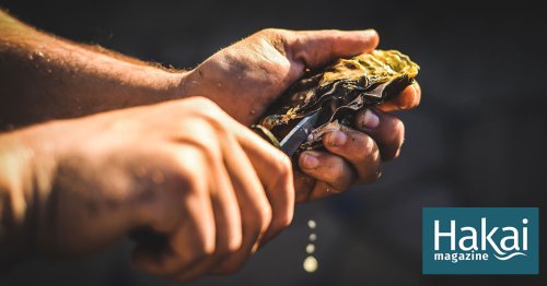 North Carolina’s Oysters Come Out of Their Shell