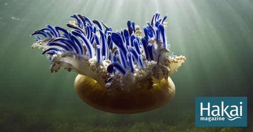 The Upside of Upside-Down Jellyfish