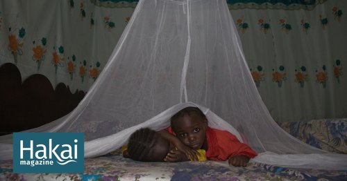 New Research Assuages Some Worries About Mosquito Net Fishing | Hakai Magazine