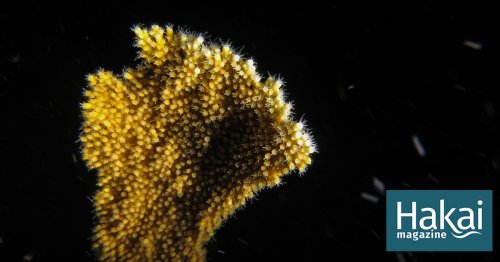 A Moonshot for Coral Breeding Was Successful