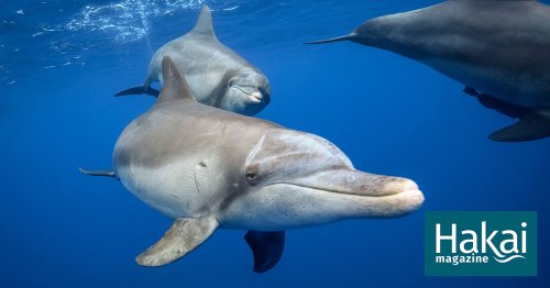 Could Marine Mammals Contract COVID-19?