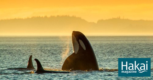 Meet the Killer Whales You Thought You Knew