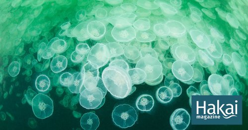 In the Future, Jellyfish Slime May Be the Solution to Microplastic Pollution