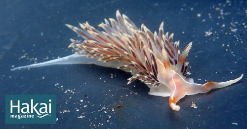 These Sea Slugs Dine While They Do It
