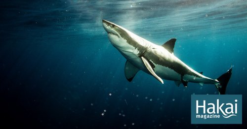 South Africa’s Missing Sharks Have Been Found