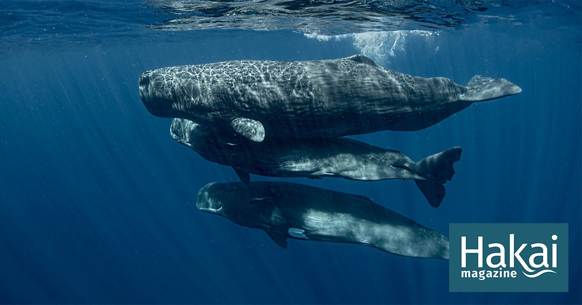 Are We on the Verge of Chatting with Whales?