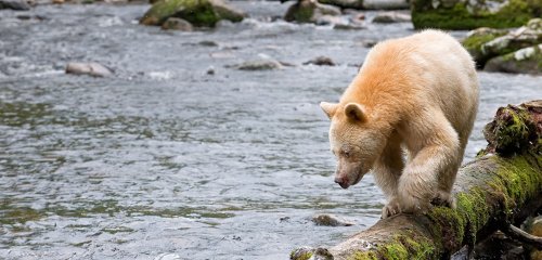 Finding Unity in the Great Bear Rainforest
