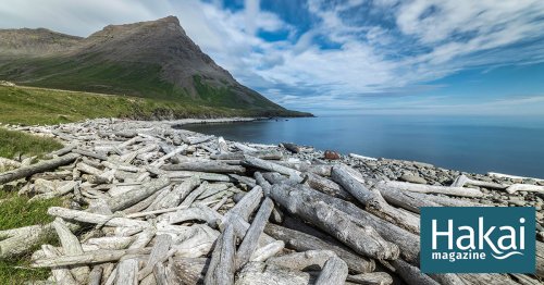 Iceland’s Sinking Driftwood Supply