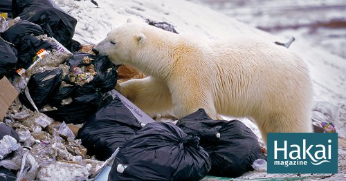 Polar Bears’ Plastic Diets Are a Growing Problem