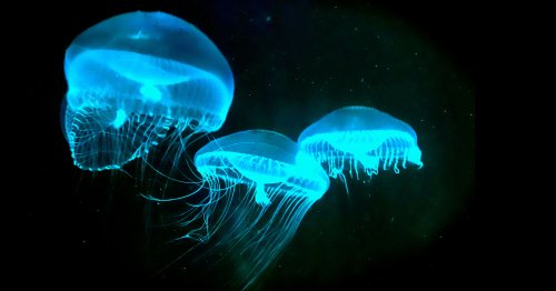 The Secret History of Bioluminescence