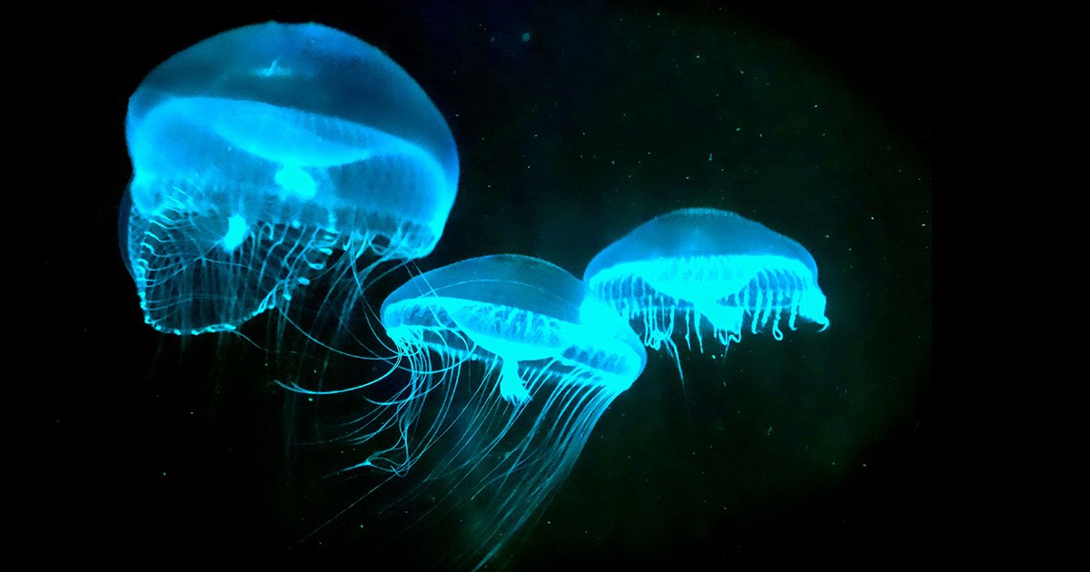 Jellyfish by Hakai  Magazine cover image