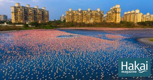 Mumbai Embraces Its Booming Flamingo Population