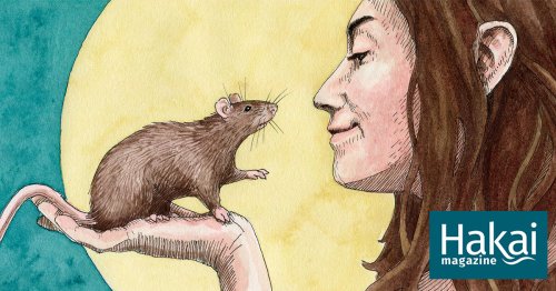 In Defense of the Rat