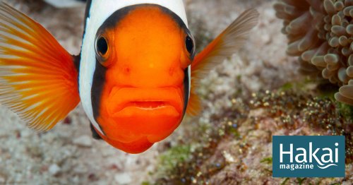 In Hot Water, Clownfish Grow Up Quick