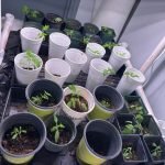 Farm School at Hamburg