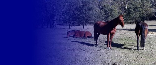Equine Therapy in Victoria | Hamer Equine Assisted Learning