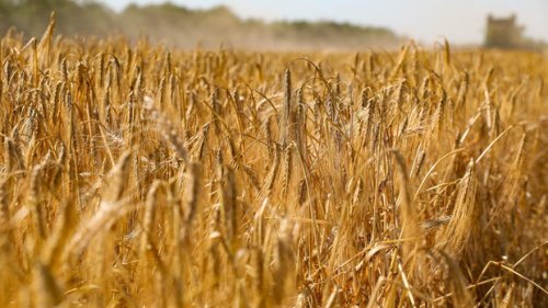 Rohstoffe Weizenpreis fällt auf den tiefsten Stand seit vier Monaten