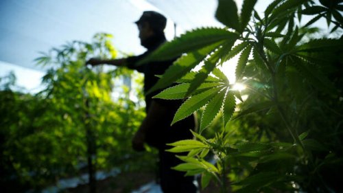 Tilray, Canopy, Aurora und Cronos: Shortseller wetten auf fallende Cannabis-Aktienkurse