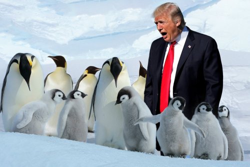 Zölle für Pinguine – Schlagzeilen aus 100 Tagen Donald Trump