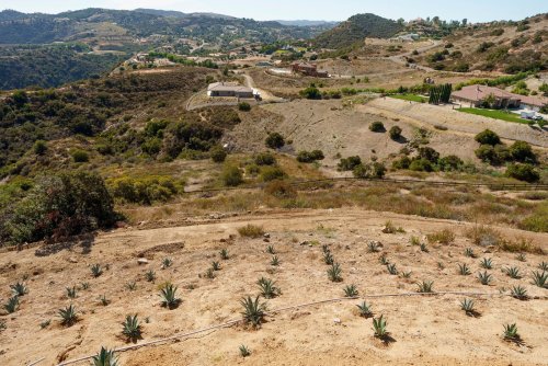 Die Tequila-Pflanze macht ausgetrocknete Böden in Kalifornien lukrativ