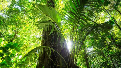 Mercosur: Wirtschaftsministerium reicht Vorschlag für Regenwald-Rettung nicht