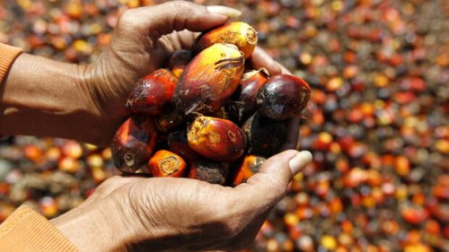 Malaysia droht der EU mit einem Palmöl-Lieferstopp