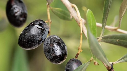 EU gewinnt im Streit um spanische Oliven gegen die USA