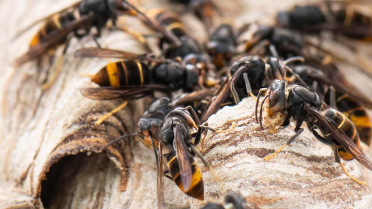 Asiatische Hornisse soll auch im Wald bekämpft werden können