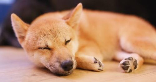 Shibu Ina Coin: Superboom einer Kryptowährung