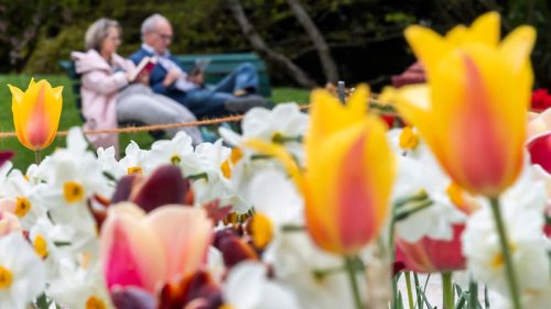 Energiekosten bremsen in den Niederlanden Blumenhandel