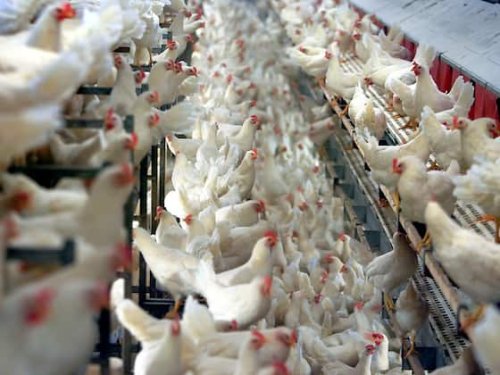 Schweizer Tierschutz kritisiert hochgezüchtete Geflügelproduktion | Handelszeitung