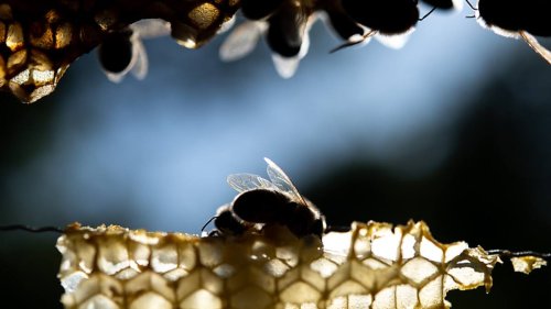 Bienenforscher: Ohne Massnahmen sind alle Völker in zwei Jahren tot