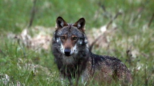 Kanton Graubünden nimmt Jagd auf zwei Wolfsrudel wieder auf