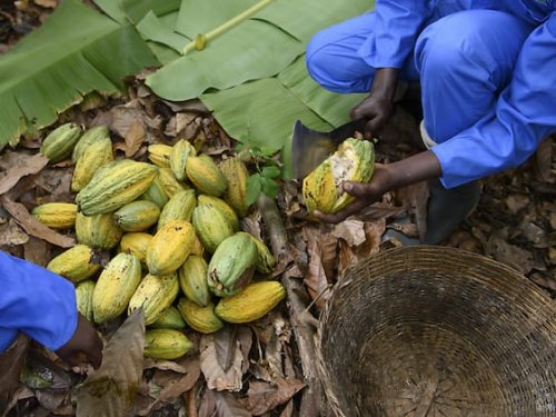 Nestlé investiert verstärkt in Nachhaltigkeit der Kakao-Lieferkette | Handelszeitung
