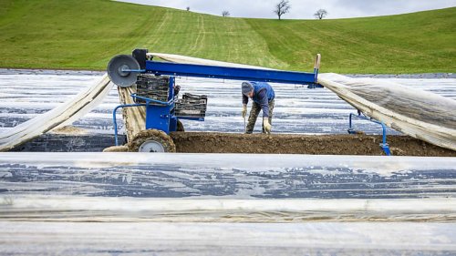 Schweizer Spargelbauern beginnen die Ernte - und hoffen auf Wärme