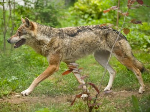 Wildhüter schiessen "falschen" Wolf Im Waadtländer Jura