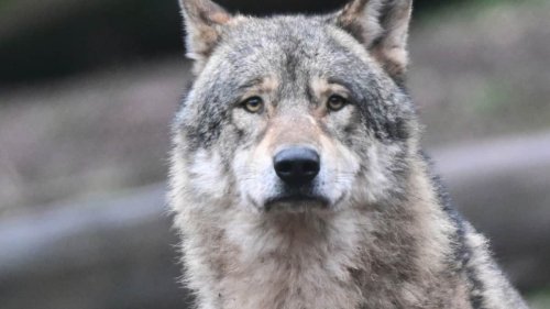 Nationalrat will mit "wolfsfreien Zonen" besseren Schutz vor Wölfen