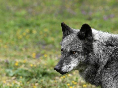 Ständerat beschliesst eine Aufweichung des Wolfsschutzes