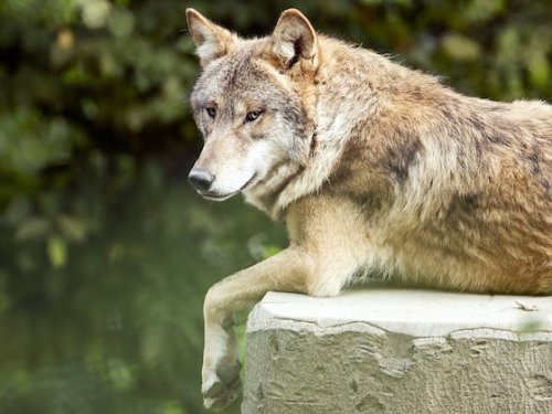 Ständeratskommission will Wölfe vorbeugend regulieren | Handelszeitung