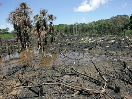 Schutz des Regenwaldes - EU verbietet Warenimport bei Abholzung